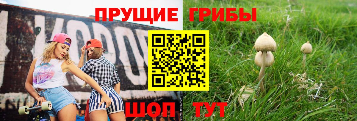 Галлюциногенные грибы Psilocybe Орск